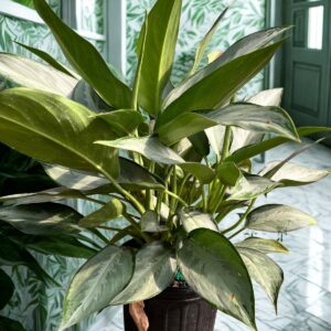 Aglaonema Silverado