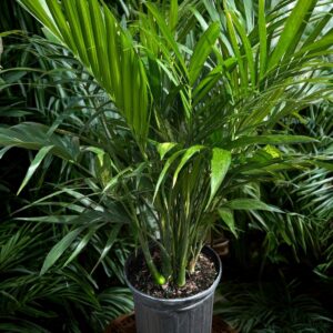 Cat Palm