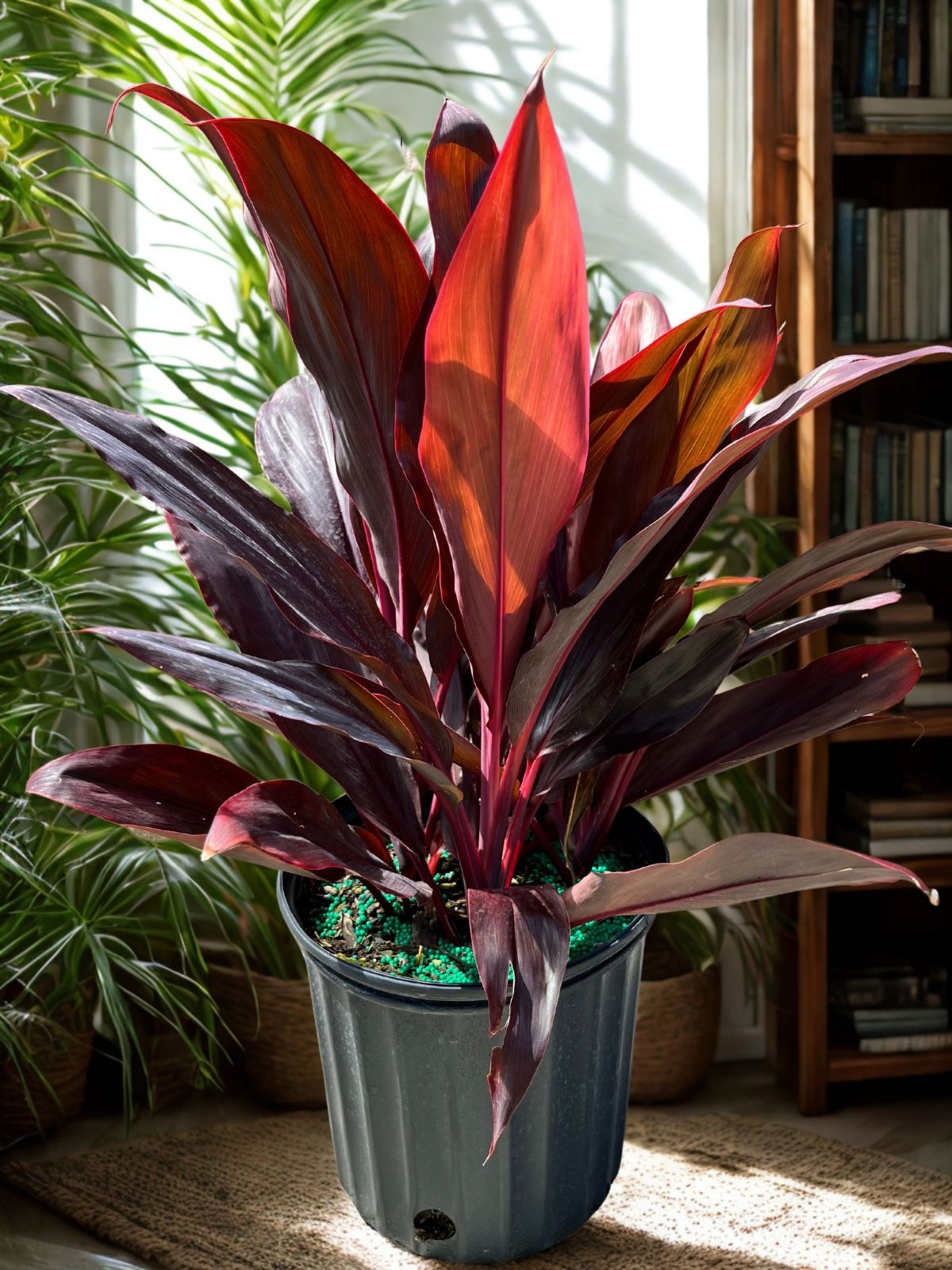 Cordyline Auntie Lou