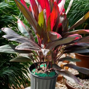 Cordyline Florica