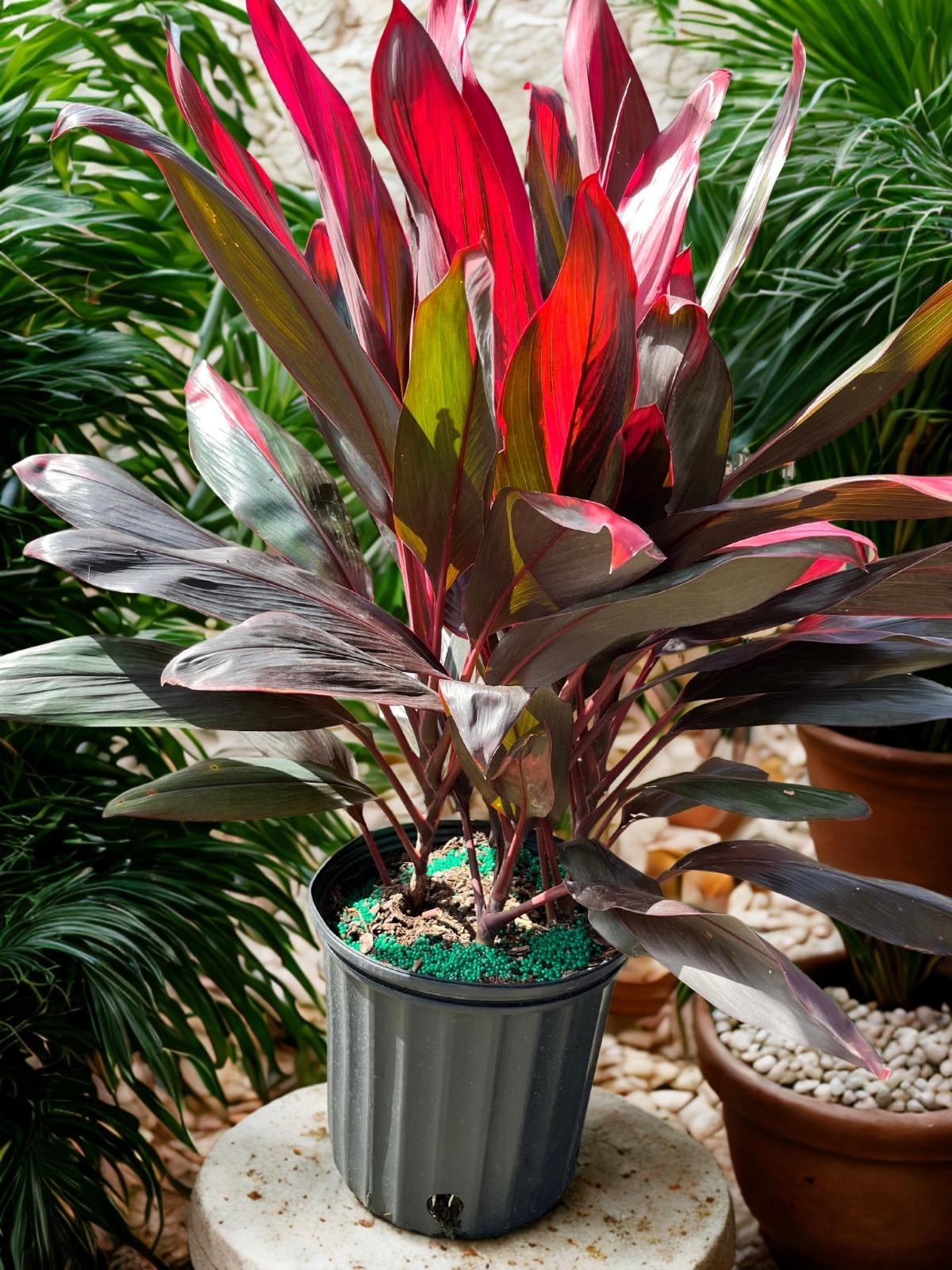 Cordyline Florica