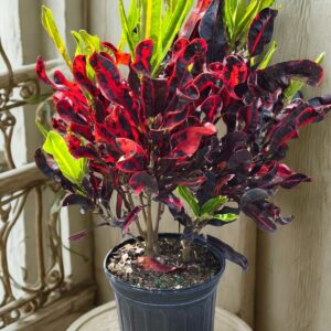 Croton Mammy