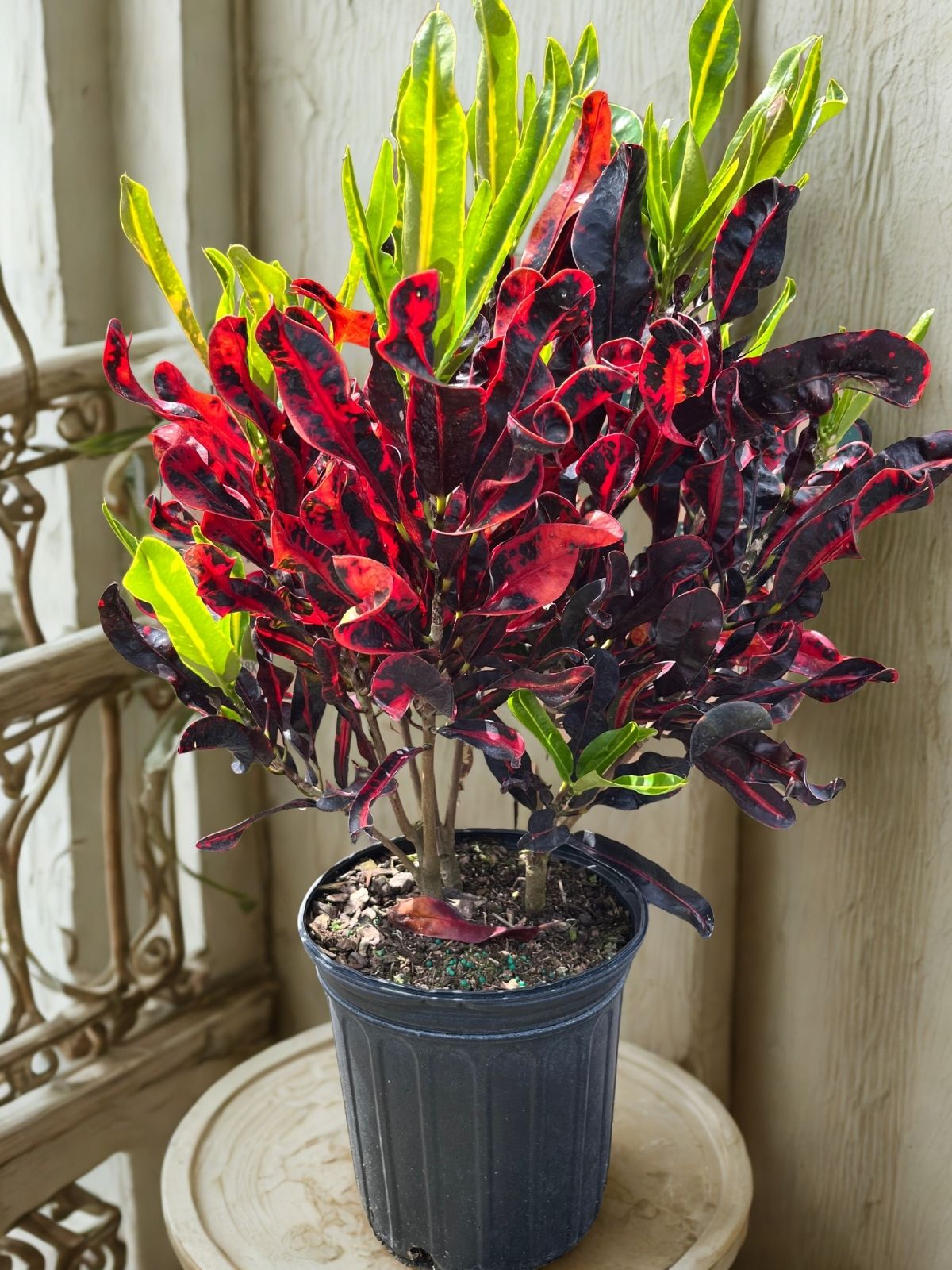 Croton Mammy