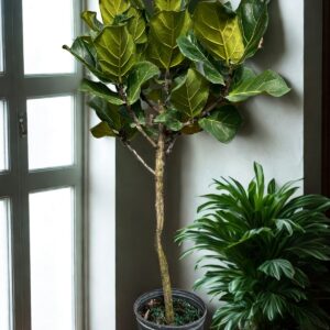Ficus Lyrata