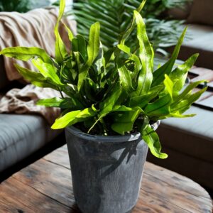 Kangroo Fern