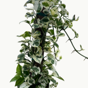 njoy pothos totem