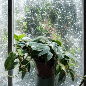 Philodendron Mican
