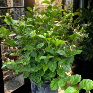 Sambac Jasmine