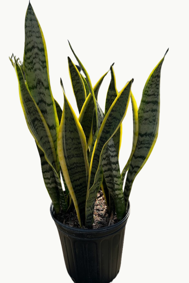 snake plant for indoor or outdoor space