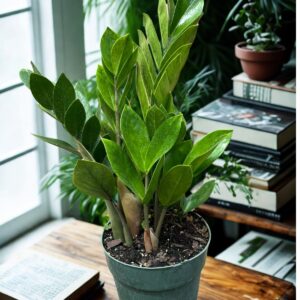 ZZ Plant