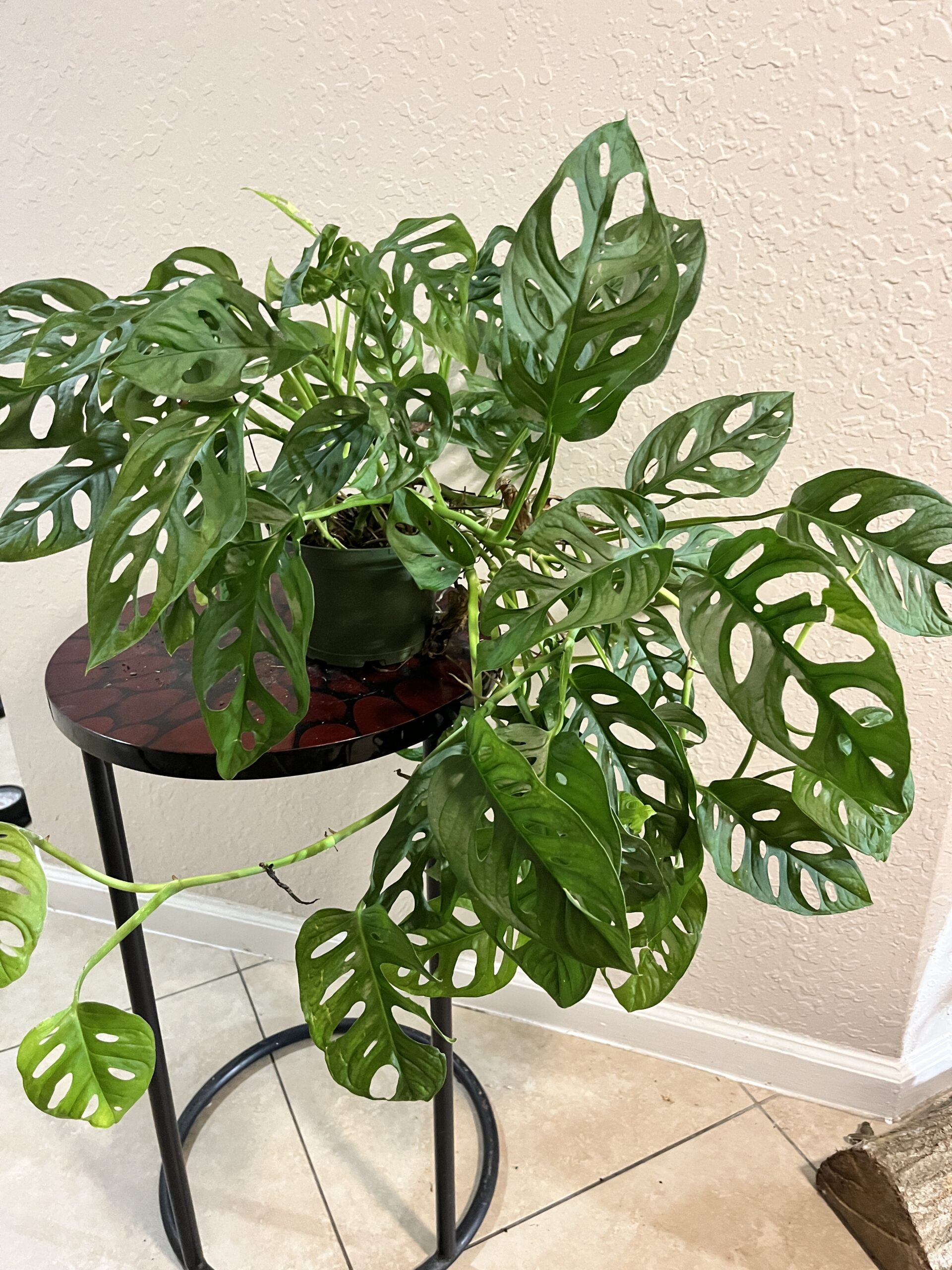 Monstera Swiss Cheese