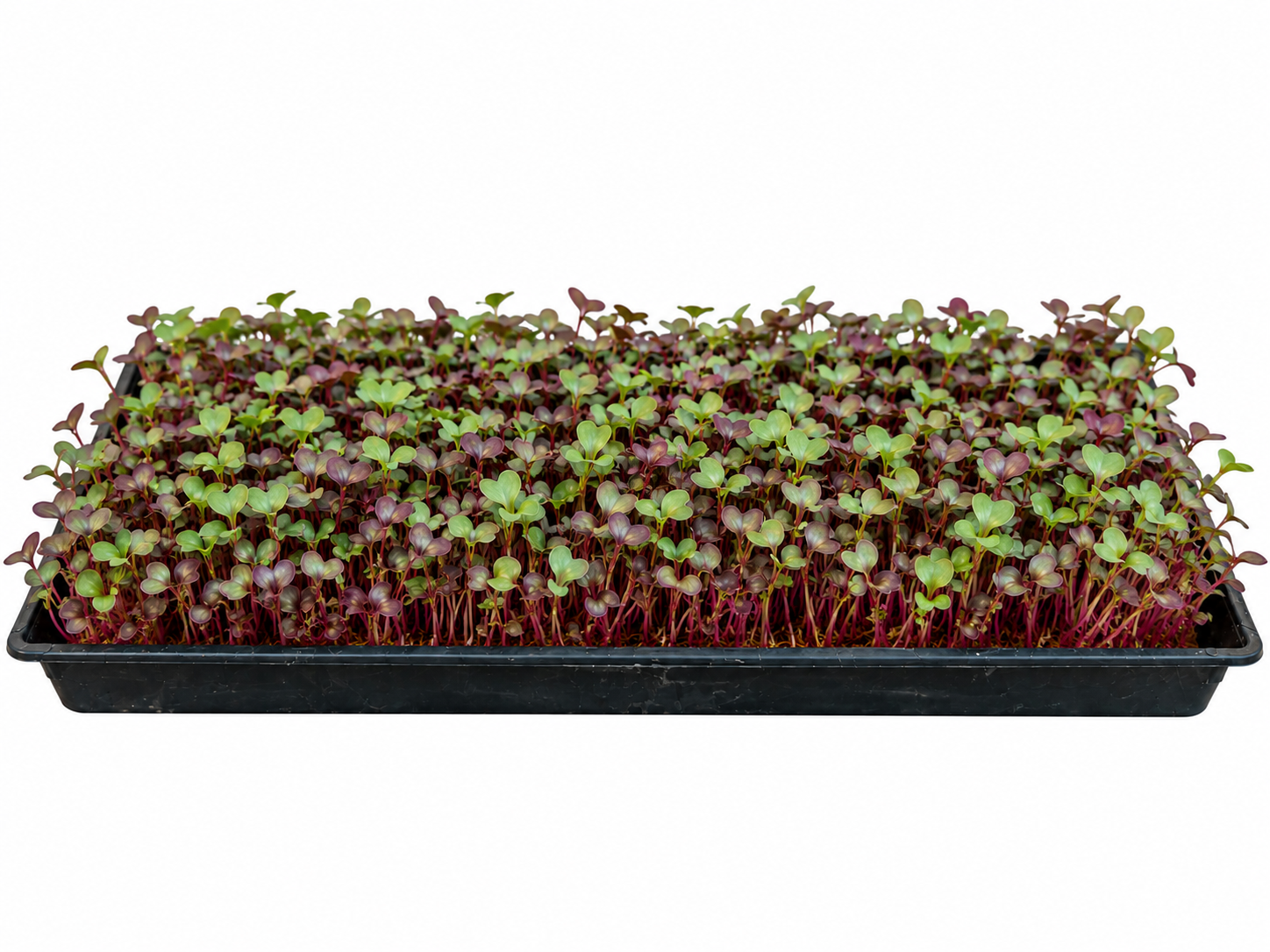 Microgreen Production Mat - Image 2