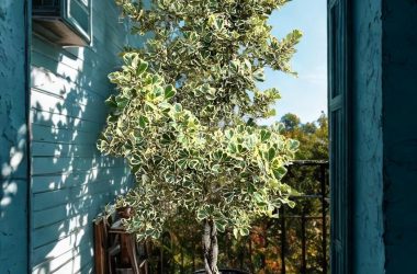 Ficus Triangularis Braid plantsphere