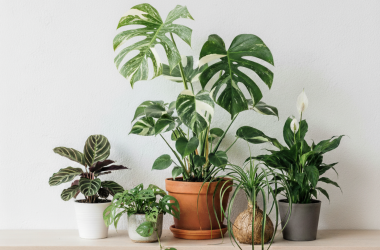 Popular House Plants plantsphere