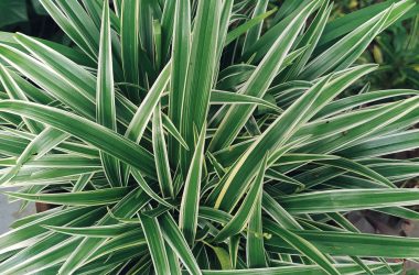 Spider Plant plantsphere