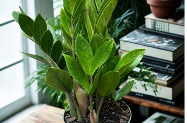 ZZ Plant plantsphere
