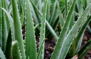 aloe-vera plantsphere