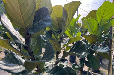 fiddle leaf plant plantsphere