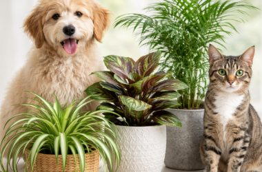 pet safe plants, plantsphere plants