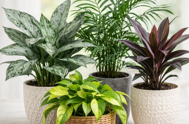 popular indoor houe plantsplantsphere