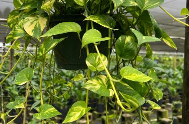 pothos hanging basket plantsphere