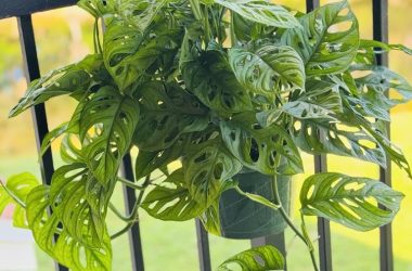 swiss cheese plant